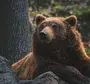 Медведь гризли животного