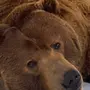 Медведь гризли животного