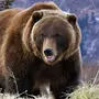 Медведь Гризли Животного
