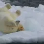 День белого медведя