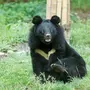 Гималайский медвежонок