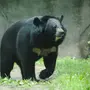 Гималайский Медвежонок