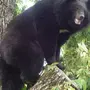 Гималайский Медвежонок