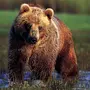 Медведь Гризли