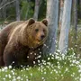 Фотки Бурого Медведя