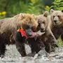 Фотки бурого медведя