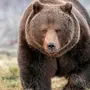 Фотки бурого медведя