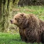 Фотки Бурого Медведя