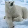 Белый медведь