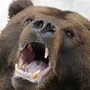 Страшный медведь картинки