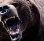 Страшный медведь картинки