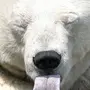 Смешные медведи