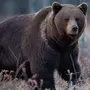 Скачать Картинку Бурый Медведь