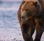 Скачать Картинку Бурый Медведь