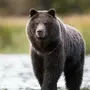 Скачать картинку бурый медведь