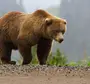 Скачать картинку бурый медведь
