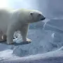 Скачать картинку белый медведь