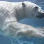 Скачать Картинку Белый Медведь