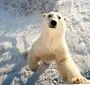 Скачать картинку белый медведь