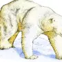 Белый Медведь Рисунок 4 Класс