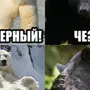 Прикольные картинки про медведей
