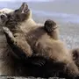Прикольные картинки про медведей