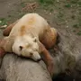 Гибрид белого и бурого медведя