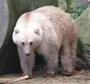 Гибрид белого и бурого медведя