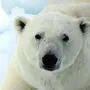 Полярный медведь картинки