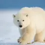 Полярный медведь картинки