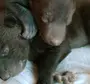 Новорожденный Медвежонок
