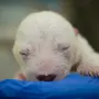 Новорожденный Медвежонок