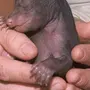 Новорожденный медвежонок