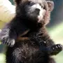 Милые медведи