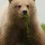 Милые медвежата картинки