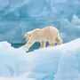 День полярного медведя 27 февраля картинки