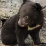Белогрудый Медведь