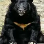 Белогрудый медведь
