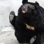Белогрудый медведь