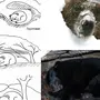 Медведь Спит В Берлоге Картинки