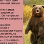 Медведь символ россии картинки