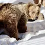 Медведь проснулся картинка для детей