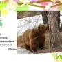 Медведь Проснулся Картинка Для Детей