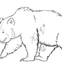 Медведь рисунок контур