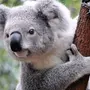 Медведь коала