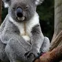 Медведь коала