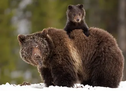 Новорожденные медвежата бурого медведя