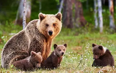 Новорожденные медвежата бурого медведя