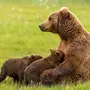 Новорожденные Медвежата Бурого Медведя