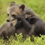 Новорожденные Медвежата Бурого Медведя